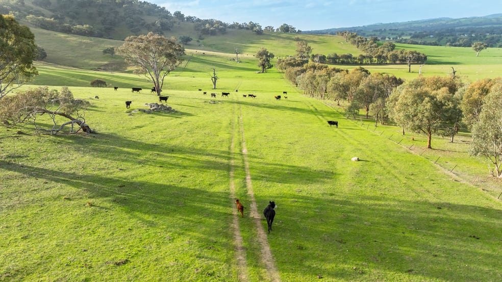 Click to view all images 'Savannah'/333 Morrice Lane Mullengandra NSW 2644 - Image 3