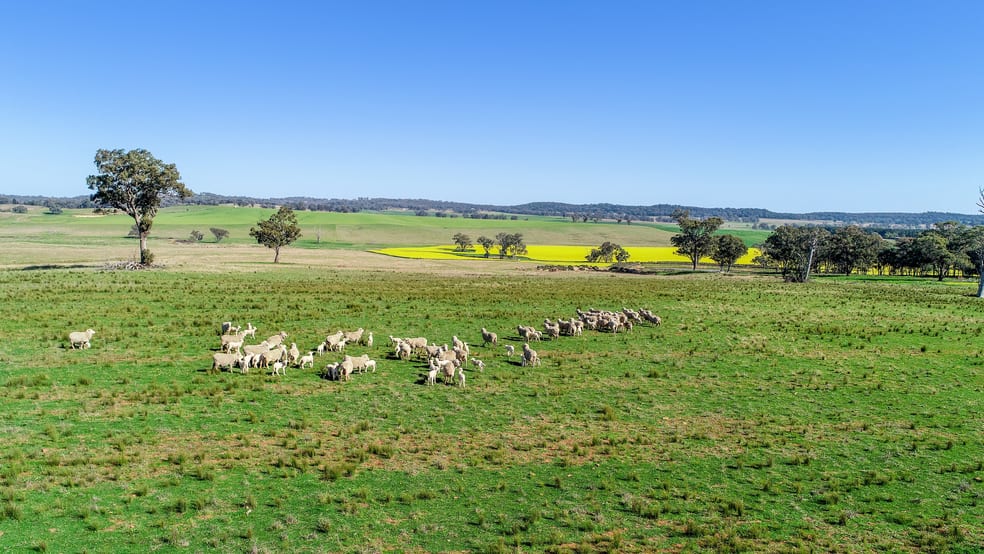 Click to view all images 'Belvedere' 565 Gollan Road Goolma NSW 2852 - Image 3