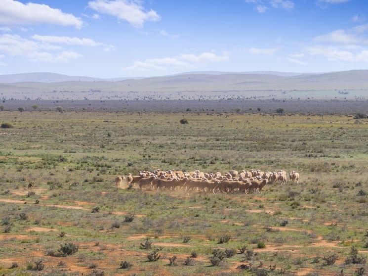 Click to view all images 'Liddons' Gillies Road Ucolta SA 5422 - Image 1