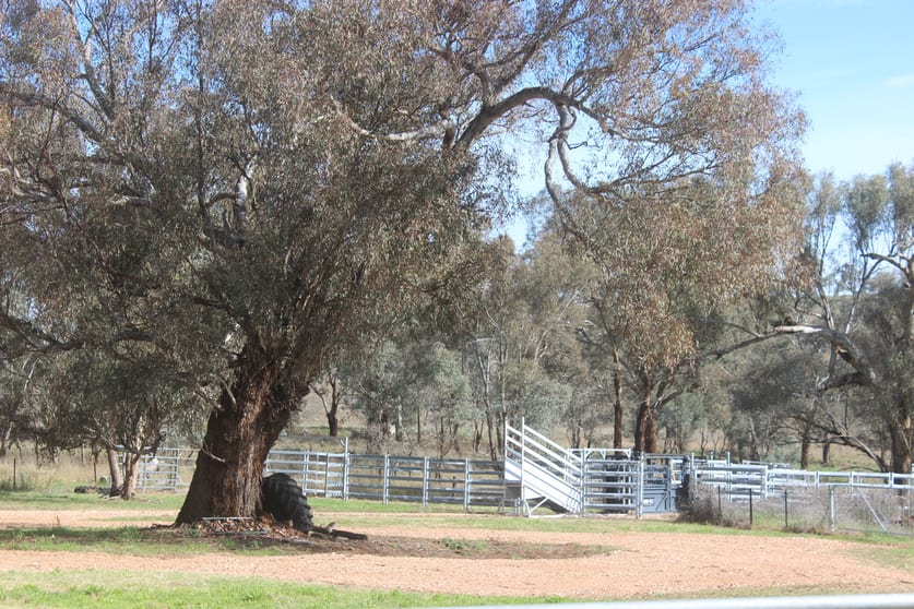 Click to view all images Milgarra 6 Sullivans Road Manildra NSW 2865 - Image 3