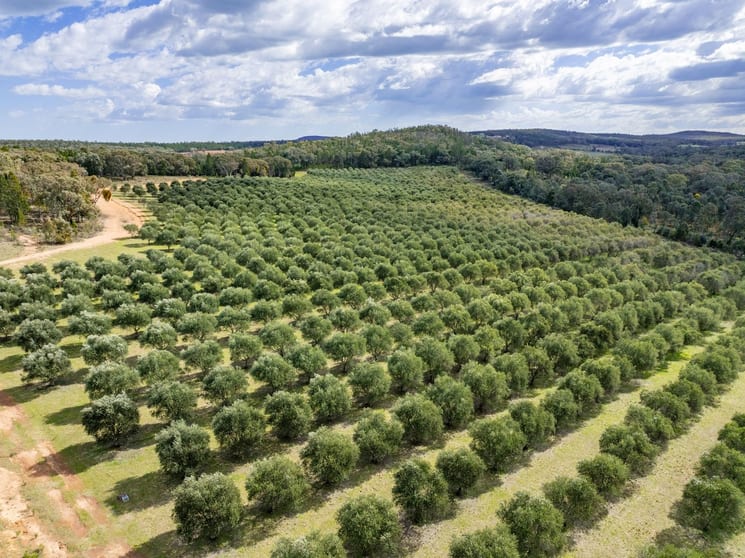 Click to view all images 'Terran Grove' 65 Lynters Road Bumbaldry NSW 2794 - Image 1