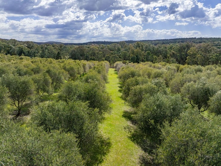Click to view all images 'Terran Grove' 65 Lynters Road Bumbaldry NSW 2794 - Image 2