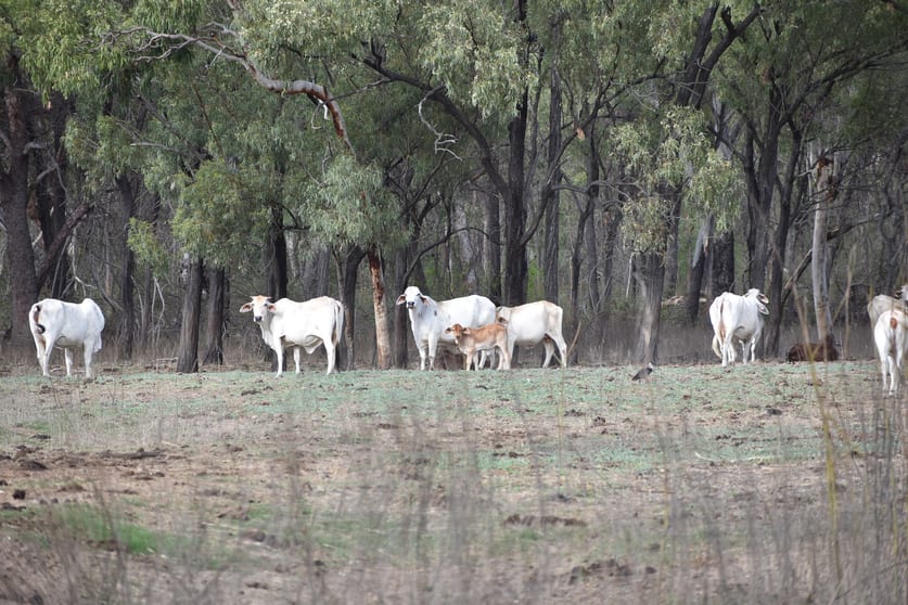 Click to view all images 1643 Tondara Road Bogie QLD 4805 - Image 3