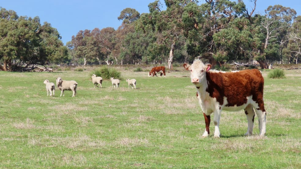 Click to view all images Lot 66 Baxters Hill Road Mount Benson SA 5275 - Image 2