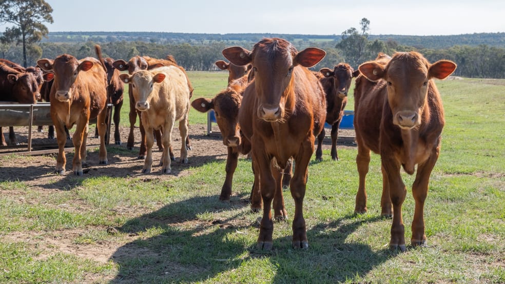 Click to view all images 'Bullarook' 188 Bullarook Rd Coolah NSW 2843 - Image 3