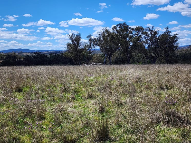 Lot 11 Pikedale Lane Stanthorpe QLD 4380 - Image 3