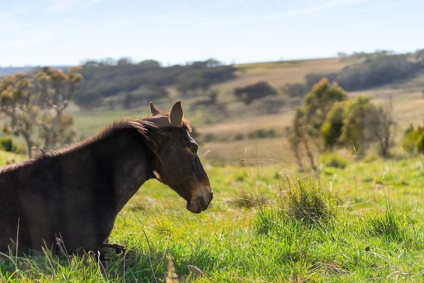 Click to view all images 123 Fisher Road Goulburn NSW 2580 - Image 2