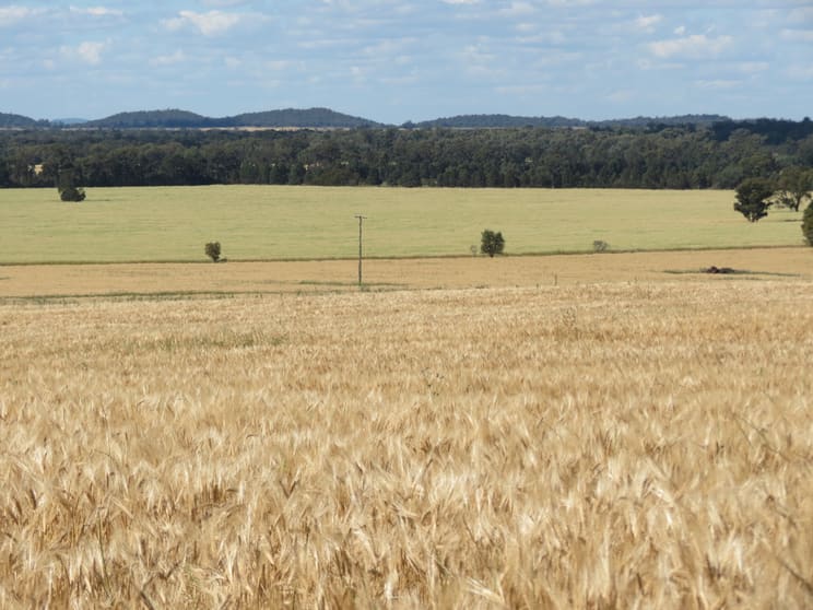 1032 Manna Forest Rd Burcher NSW 2671 - Image 3