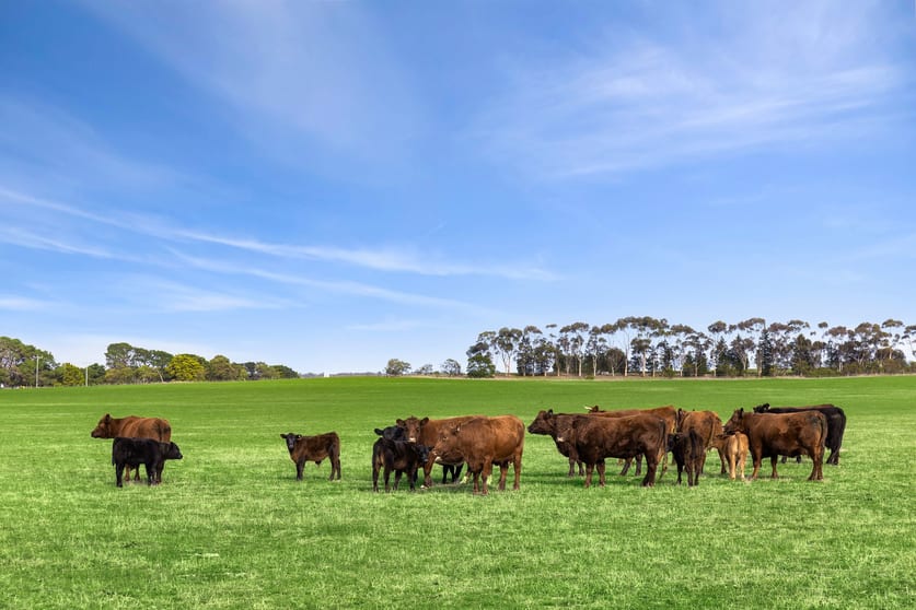 Click to view all images 680 Ghazeepore Road Freshwater Creek VIC 3217 - Image 3