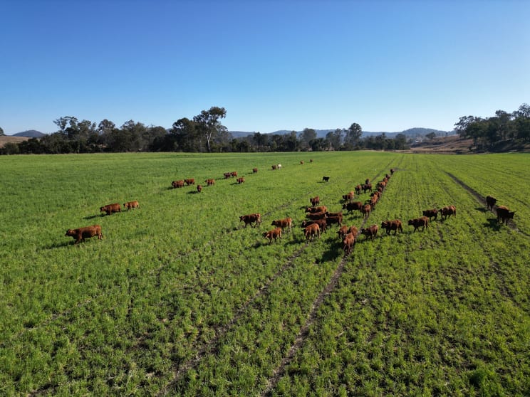 Click to view all images 243 Oakfield Road Tansey QLD 4601 - Image 1