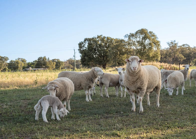 Click to view all images "Creekview" Newell Highway Alectown NSW 2870 - Image 3