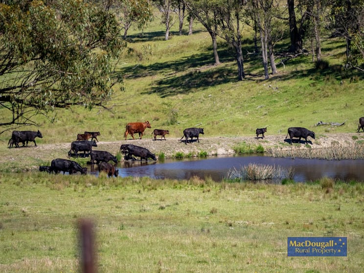 Click to view all images 2929 Rockvale Road Armidale NSW 2350 - Image 3