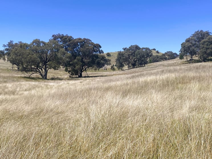 Click to view all images 250 Emu Creek Road Canowindra NSW 2804 - Image 1