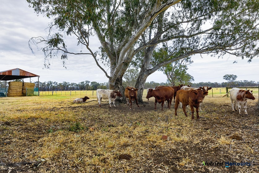 43 Robinson Road Violet Town VIC 3669 - Image 3