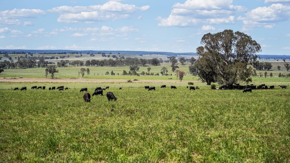 Click to view all images 3408 Warrumbungle Way Binnaway NSW 2395 - Image 3