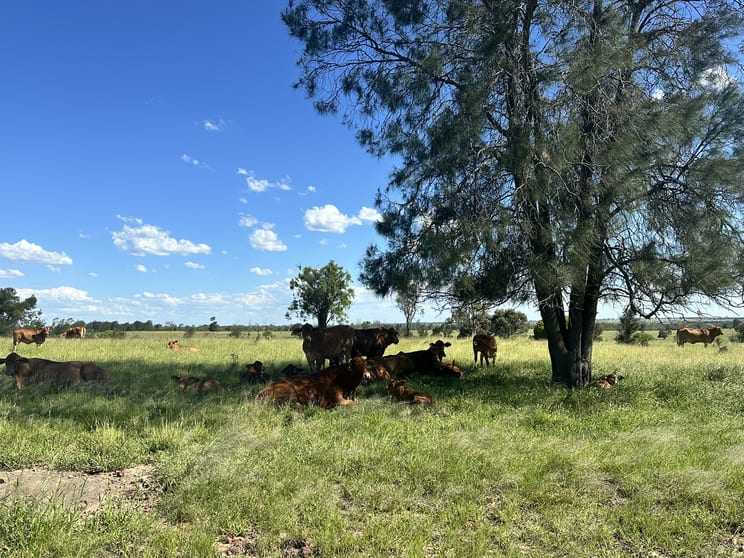 Click to view all images 'Carlton' 5227 Carnarvon Highway Roma QLD 4455 - Image 3