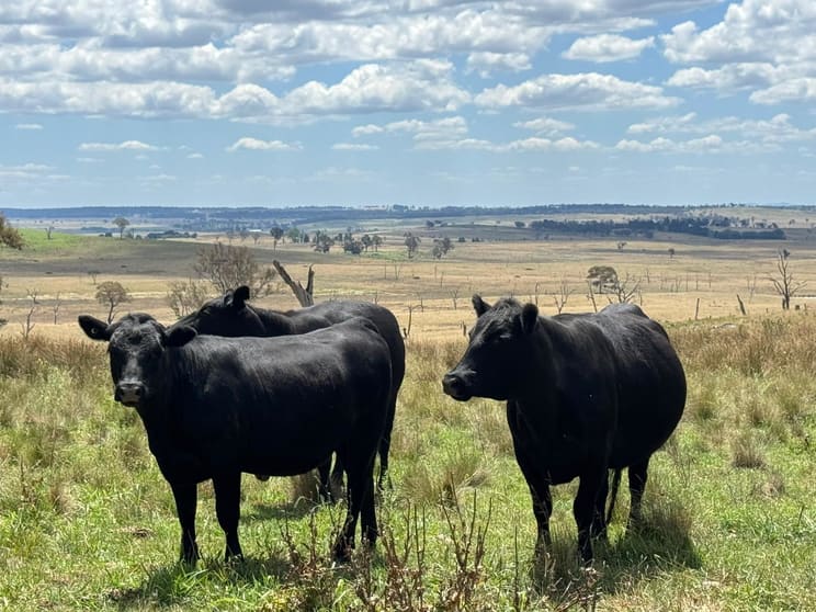 Click to view all images "Springleigh" Terrible Vale Road Kentucky NSW 2354 - Image 2