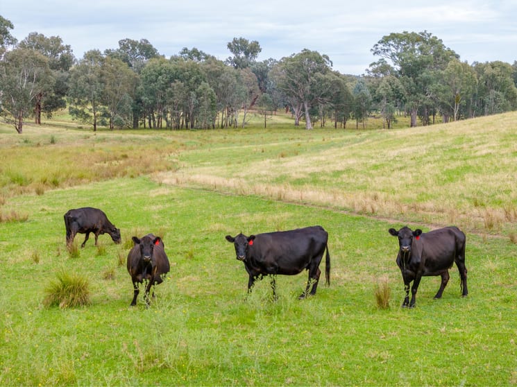 500 Nugents Road Humula NSW 2652 - Image 2