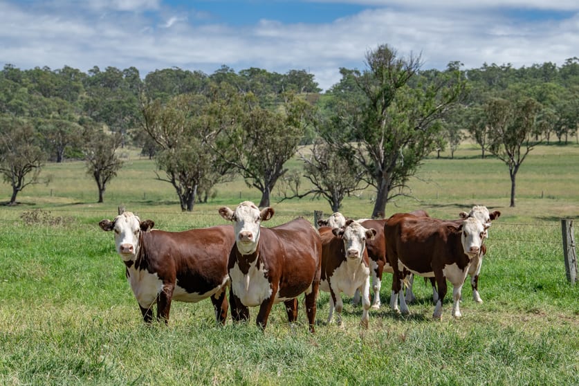 Click to view all images 865 Upper Spring Creek Road Spring Creek QLD 4361 - Image 1