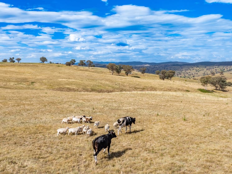 Click to view all images 476 Pride Of Oak Road Canowindra NSW 2804 - Image 2