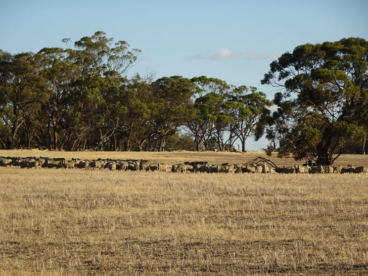 Click to view all images 1811 Williams Kondinin Road Minigin WA 6312 - Image 2