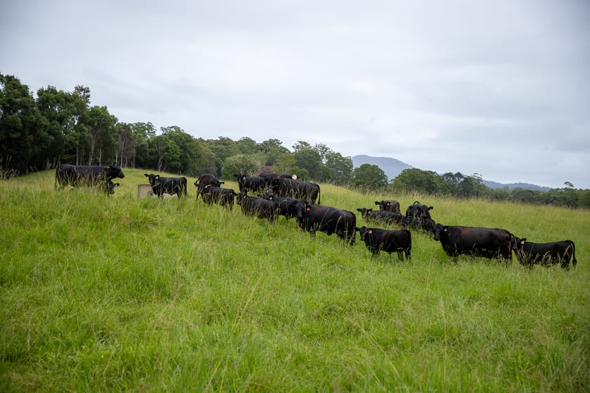 Click to view all images 300 Martells Road Bellingen NSW 2454 - Image 3