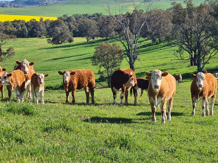 Click to view all images 4781 Muttama Road Cootamundra NSW 2590 - Image 2