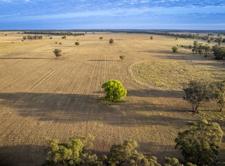 Click to view all images Mentone 1521 Bruie Plains Road Trundle NSW 2875 - Image 1