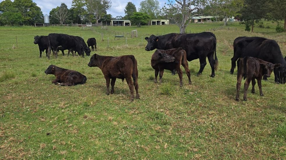Click to view all images 102 Fishers Ridge Rd Mortons Creek NSW 2446 - Image 2