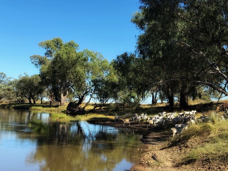 Click to view all images 1655 Kiacatoo Road Condobolin NSW 2877 - Image 2