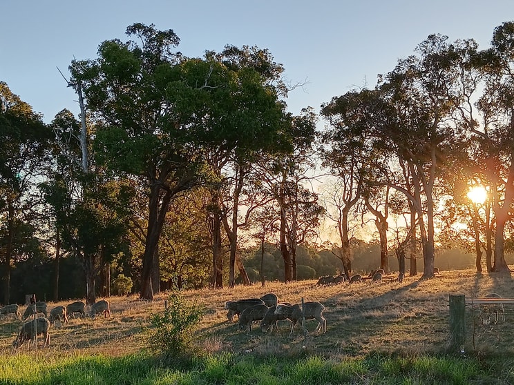 252 Jamieson Road Capel WA 6271 - Image 1