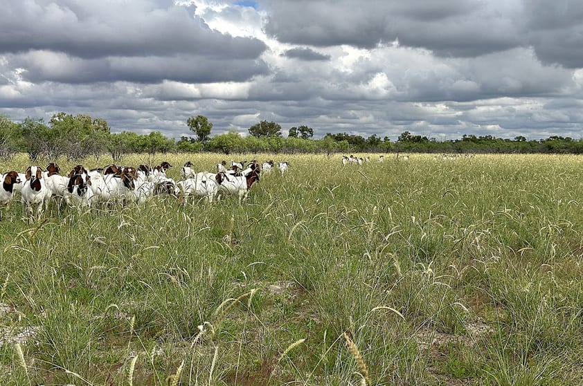 Click to view all images Barcaldine QLD 4725 - Image 1