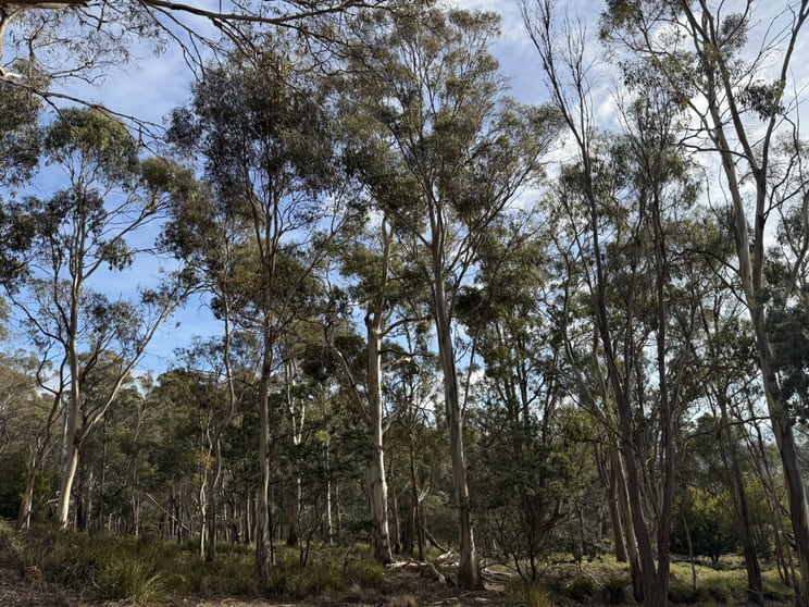 Click to view all images 141630/2 Old Tier Road Woodbury TAS 7120 - Image 2