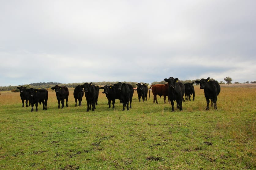Click to view all images 748 Yetman Rd Inverell NSW 2360 - Image 2
