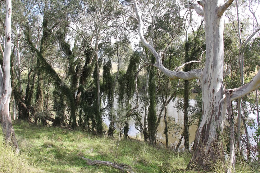 6341A Bruxner Way Mingoola NSW 2372 - Image 3