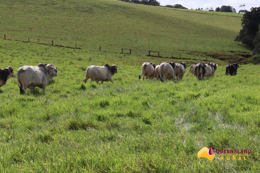 Tarzali QLD 4885 - Image 2