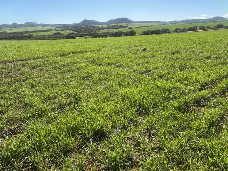 Click to view all images Lot 52 Starling Road Bowes WA 6535 - Image 1