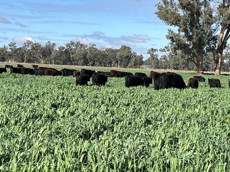 10690 The Escort Way Forbes NSW 2871 - Image 1