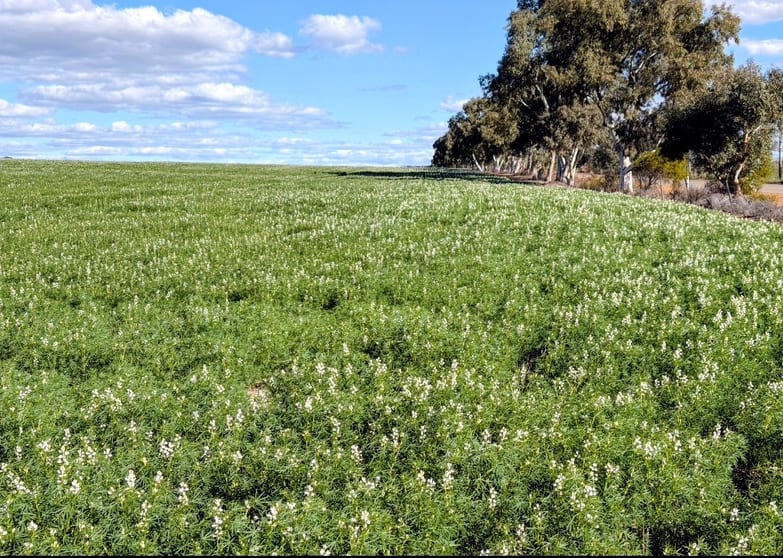 Click to view all images 1396 Tabletop Road Mount Horner WA 6525 - Image 1