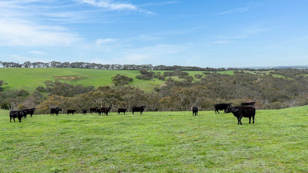 Click to view all images Norgrove Mount Magnificent Road Mount Magnificent SA 5210 - Image 1