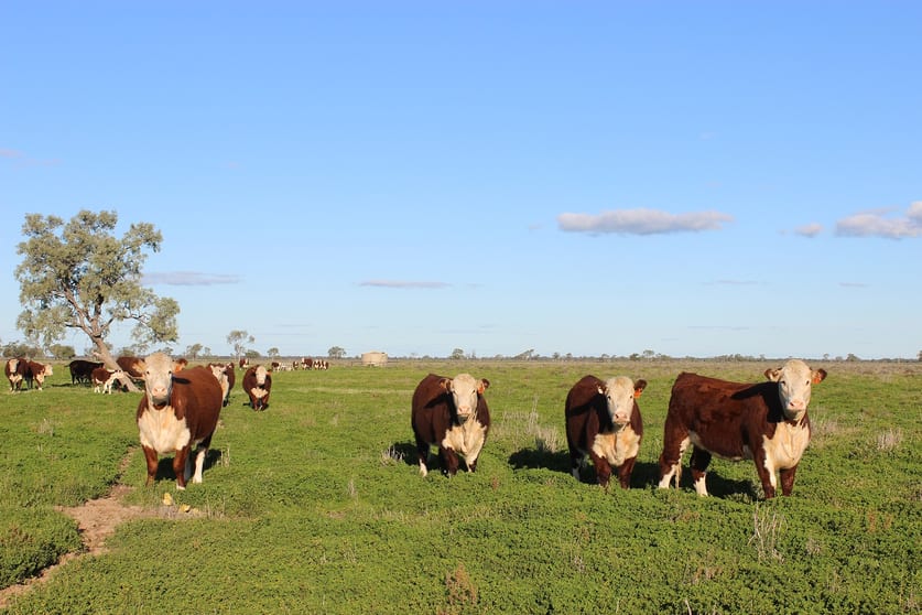 1378 Keewong Lane Coonamble NSW 2829 - Image 1