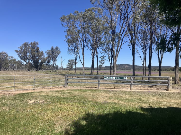 Click to view all images 'Blink Bonnie' 1128 Leyburn-Cunningham Road Old Talgai QLD 4362 - Image 1