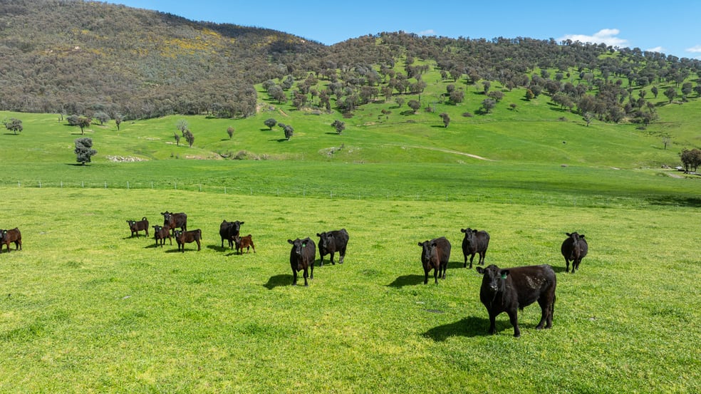16/ Ranch Road Tintaldra VIC 3708 - Image 2