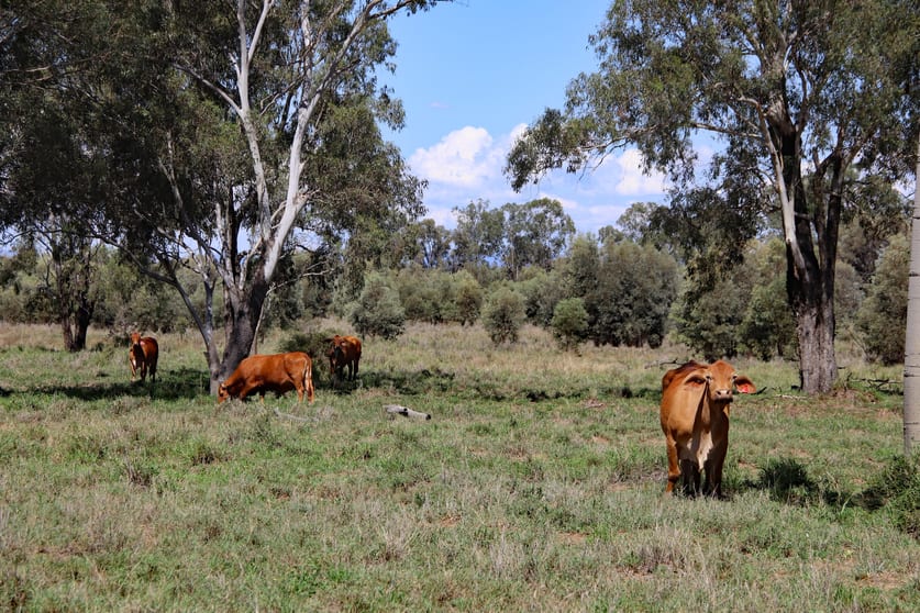 "Bundara" 400 Prospect Creek Goovigen Road Orange Creek QLD 4715 - Image 2