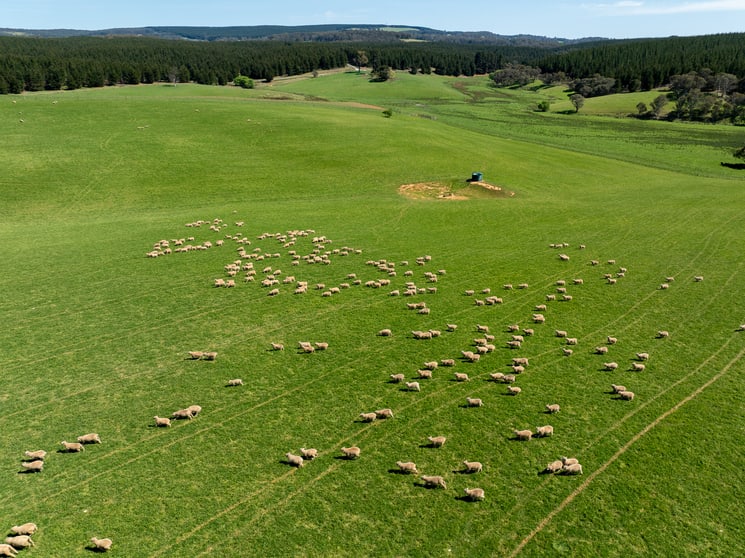 439 Tuglow Forest Road Shooters Hill NSW 2787 - Image 3