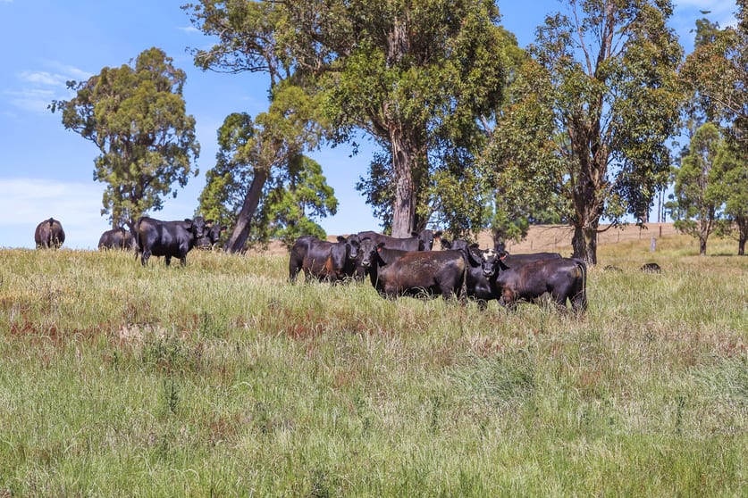 "Arawa" 2388 Campfire Road Walcha NSW 2354 - Image 1