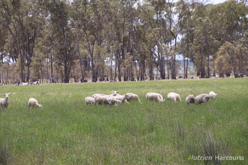 345 McDonalds Road Clunes VIC 3370 - Image 2