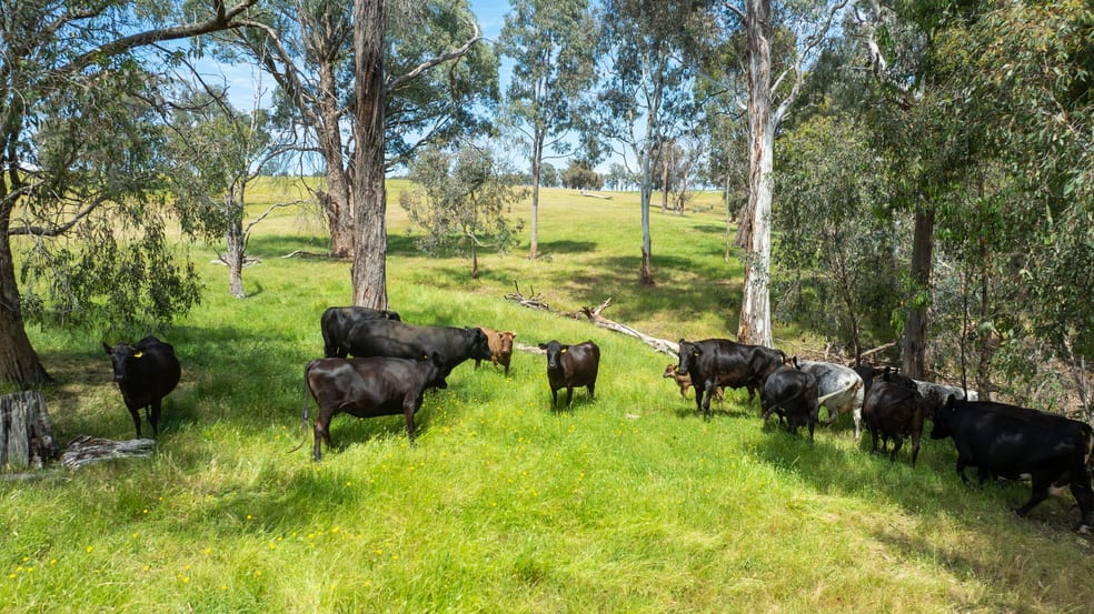 417 Black Flats Road Mudgegonga VIC 3737 - Image 2