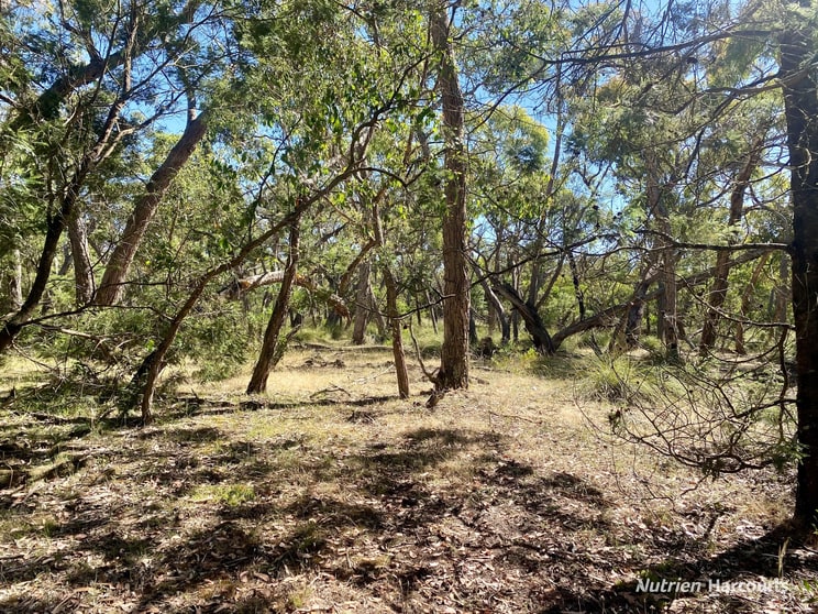 Click to view all images 925 Mccalmans Road Corndale VIC 3311 - Image 2