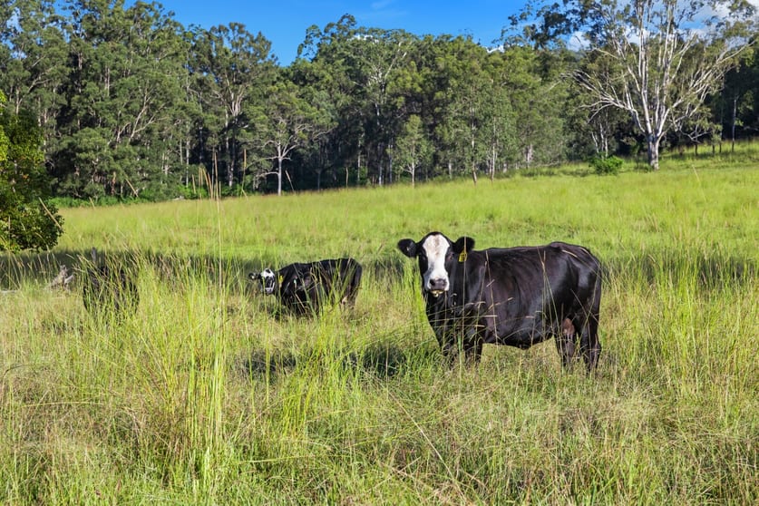62-69 Duck Creek Road Bonalbo NSW 2469 - Image 2